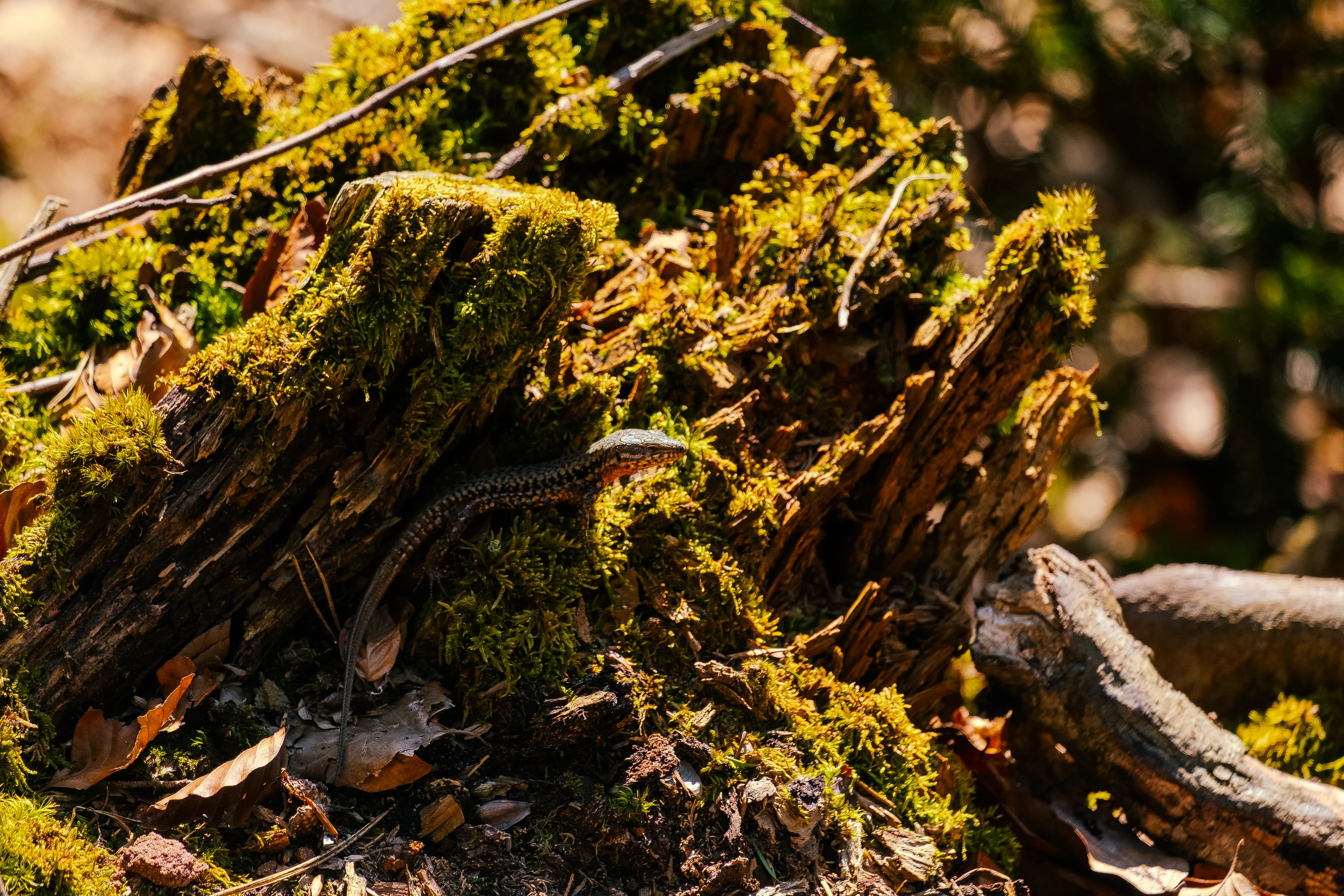 Alsace Wildlife